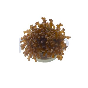 Aquacultured Orange Octopus Branch Frag