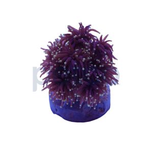Aquacultured Black Tentacle with Yellow Tip Torch