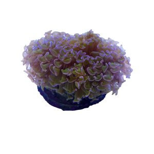 Aquacultured Green with Purple Tip Torch