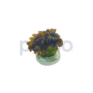Aquacultured Green with Pink Tips Branch Hammer Frag