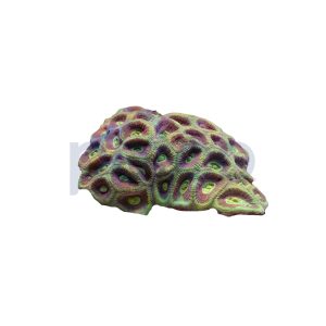 Aquacultured Colored Brain Coral