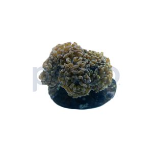 Aquacultured Green with Pink Tips Branch Hammer