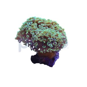 Aquacultured Green Wall Hammer