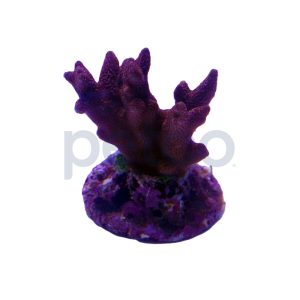 Aquacultured Blue/Purple Digitata Coral