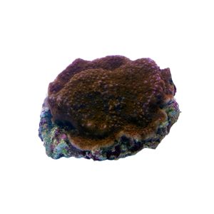 Aquacultured Superman Montipora Coral