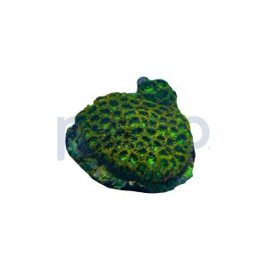 Aquacultured Neon Green Brain Coral