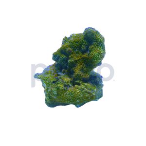 Aquacultured Pokerstar Montipora Coral