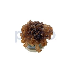 Aquacultured Gold Tip Octopus Branch Frag