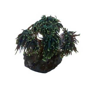 Aquacultured Green with Yellow Tip Torch Frag