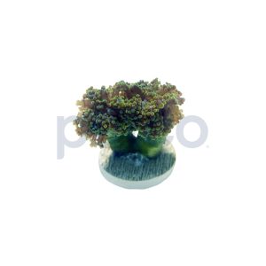 Aquacultured Green Octopus Branch Frag