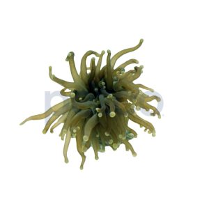 Aquacultured Green with Pink Tip Torch Frag