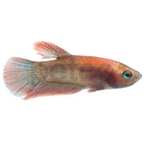 Male Crimson Fire Betta