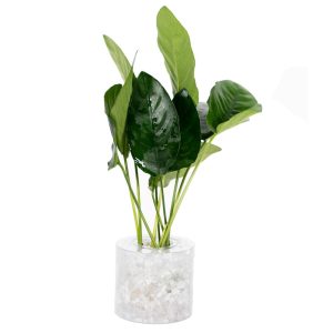 Anubias Nana - Small, 5pk