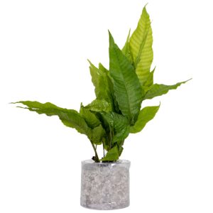 El Nino Fern