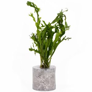 Microsorium pteropus "Windelov"