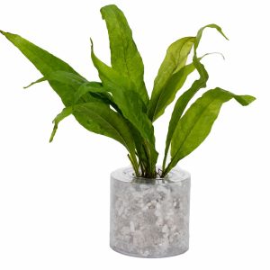 Java Fern