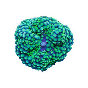 Aquacultured Green/Blue Ricordea Mushroom