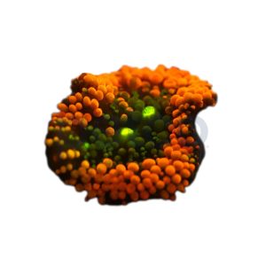 Aquacultured Orange and Green Ricordea Mushroom