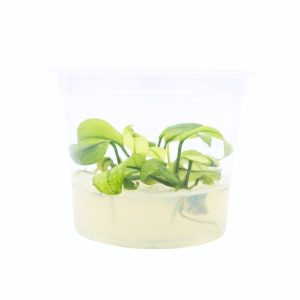 Anubias Pinto Tissue Culture