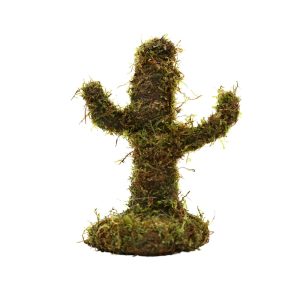 Mossy Cactus