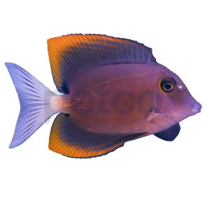 Bristletooth Tomini Tang
