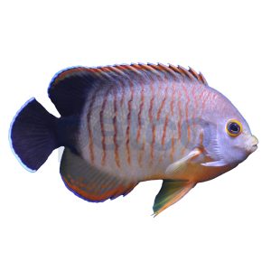 Red Stripe Eibli Angel