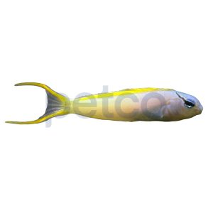 Forktail Blenny