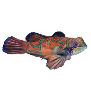 Red Mandarin Goby
