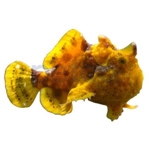 Colored Angler