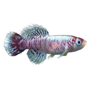 Red Orchid Eggersi Killifish