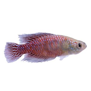 Fulminatus Killifish