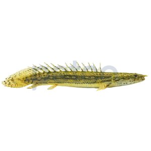 Lapradei Bichir