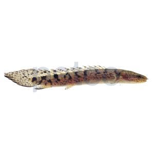 Delhezi Bichir
