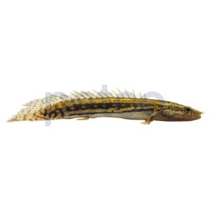 Guinean Ansorgii Bichir