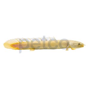 Platinum Semi Senegalus Bichir