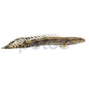 Saddled Endlicheri Bichir