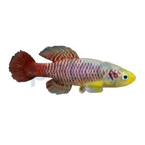 Redtail Guentheri Killifish