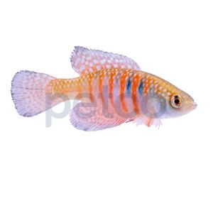 Magnificus Killifish