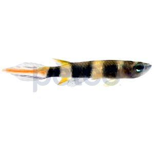 Clown Killifish