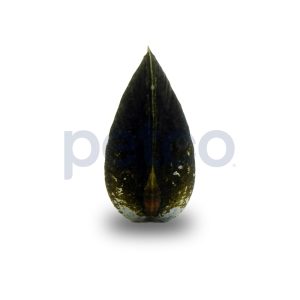 Black Snow Clam