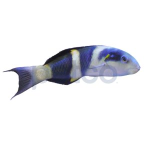 Jansen Saddle Wrasse - Small