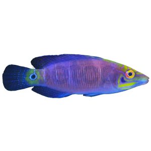Mystery Wrasse - Small