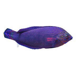 Dusky Margined Wrasse