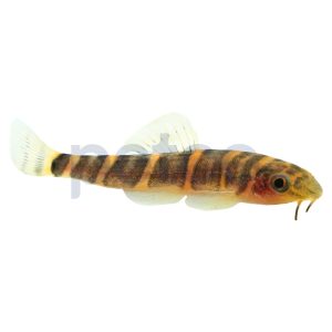 Fire-eyed Loach