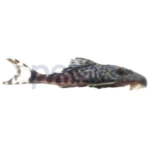 Papa Panaque Plecostomus L-090