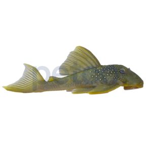 Green Phantom Plecostomus L-200