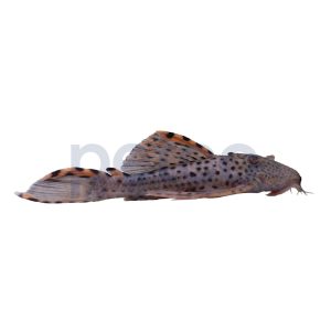 Redfin Plecostomus L-091