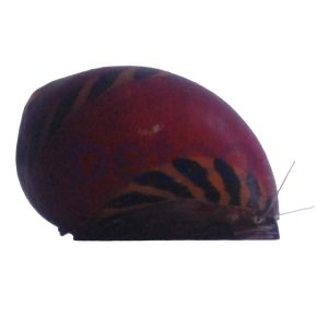 Red Racer Nerite Snail