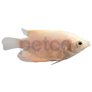 Giant White Gourami