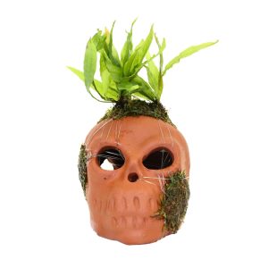 Mossy Skull
